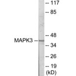 Western Blot - MAPK3 Cell Based ELISA Kit (CB6037) - Antibodies.com