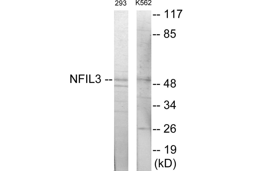 Western Blot - NFIL3 Cell Based ELISA Kit (CB6038) - Antibodies.com