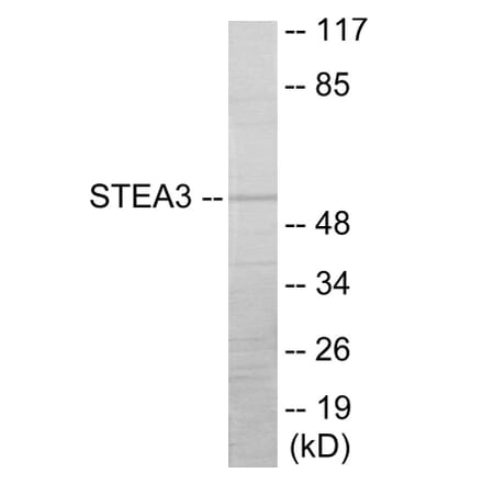 Western Blot - STEA3 Cell Based ELISA Kit (CB6060) - Antibodies.com
