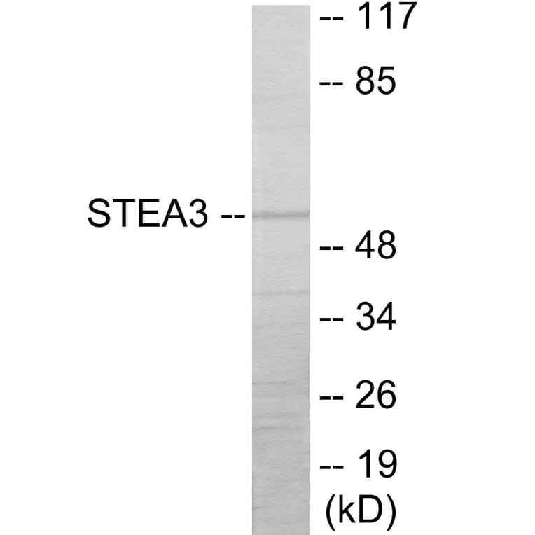 Western Blot - STEA3 Cell Based ELISA Kit (CB6060) - Antibodies.com