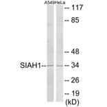 Western Blot - SIAH1 Cell Based ELISA Kit (CB6074) - Antibodies.com