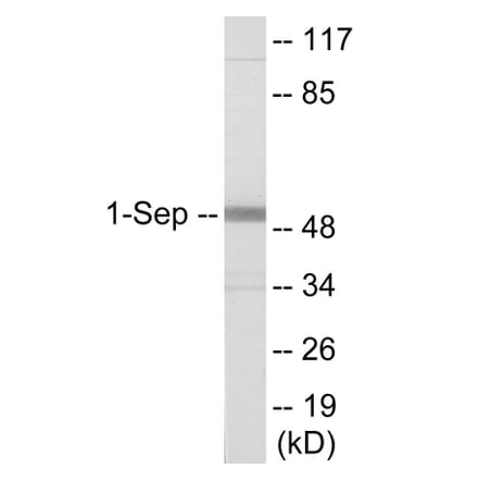 Western Blot - SEPT1 Cell Based ELISA Kit (CB6098) - Antibodies.com