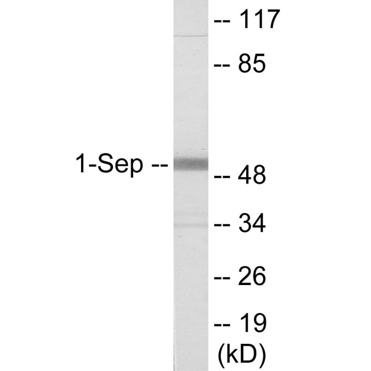 Western Blot - SEPT1 Cell Based ELISA Kit (CB6098) - Antibodies.com