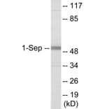 Western Blot - SEPT1 Cell Based ELISA Kit (CB6098) - Antibodies.com