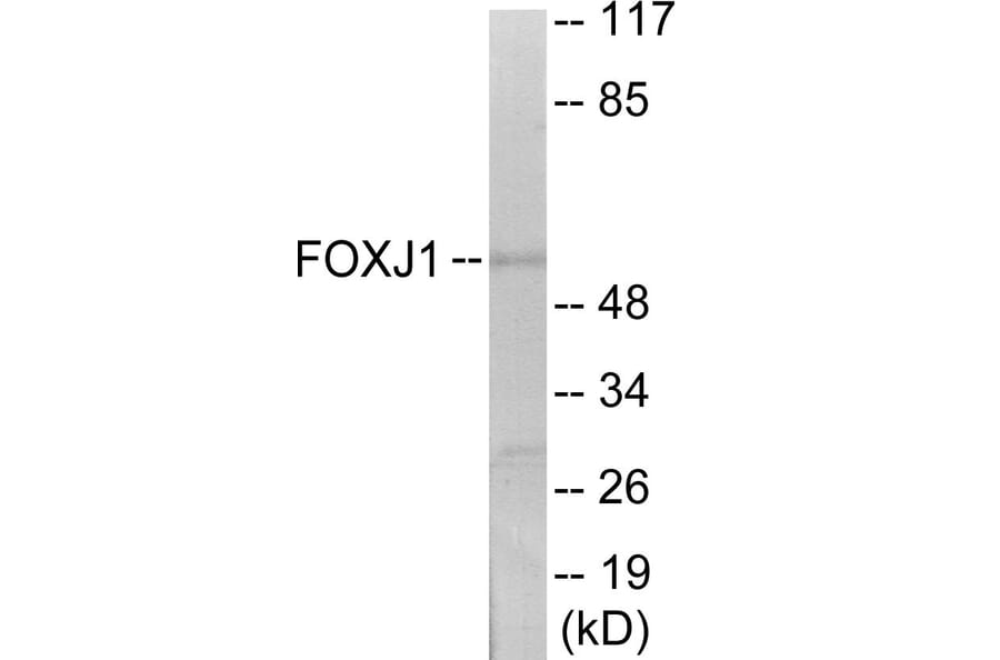 Western Blot - FOXJ1 Cell Based ELISA Kit (CB6103) - Antibodies.com