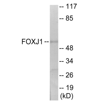 Western Blot - FOXJ1 Cell Based ELISA Kit (CB6103) - Antibodies.com