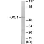 Western Blot - FOXJ1 Cell Based ELISA Kit (CB6103) - Antibodies.com