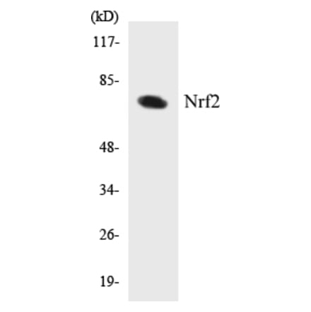 Western Blot - Nrf2 Cell Based ELISA Kit (CB5496) - Antibodies.com
