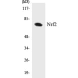 Western Blot - Nrf2 Cell Based ELISA Kit (CB5496) - Antibodies.com