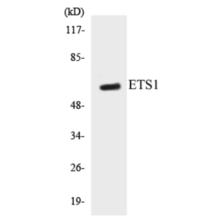 Western Blot - ETS1 Cell Based ELISA Kit (CB5252) - Antibodies.com