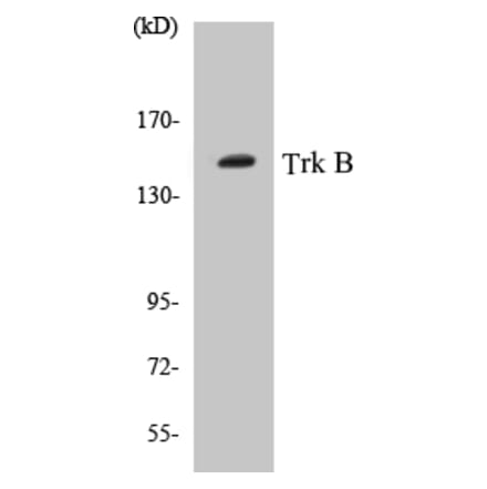 Western Blot - TrkB Cell Based ELISA Kit (CB5704) - Antibodies.com