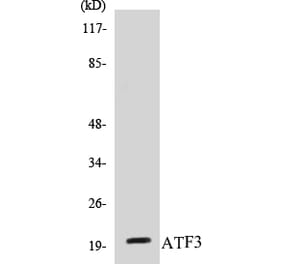 Western Blot - ATF3 Cell Based ELISA Kit (CB5053) - Antibodies.com