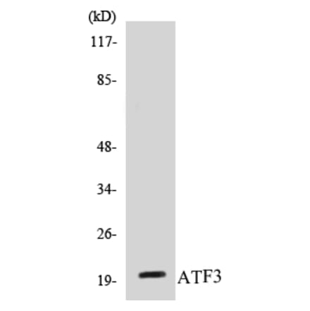 Western Blot - ATF3 Cell Based ELISA Kit (CB5053) - Antibodies.com