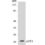 Western Blot - ATF3 Cell Based ELISA Kit (CB5053) - Antibodies.com