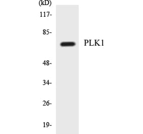 Western Blot - PLK1 Cell Based ELISA Kit (CB5577) - Antibodies.com