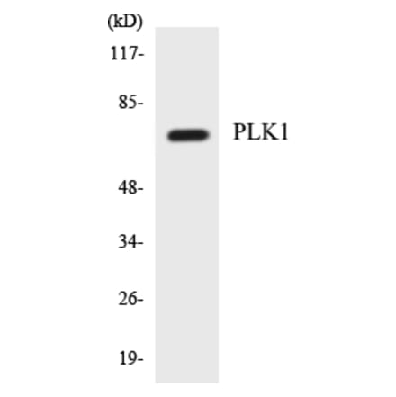 Western Blot - PLK1 Cell Based ELISA Kit (CB5577) - Antibodies.com