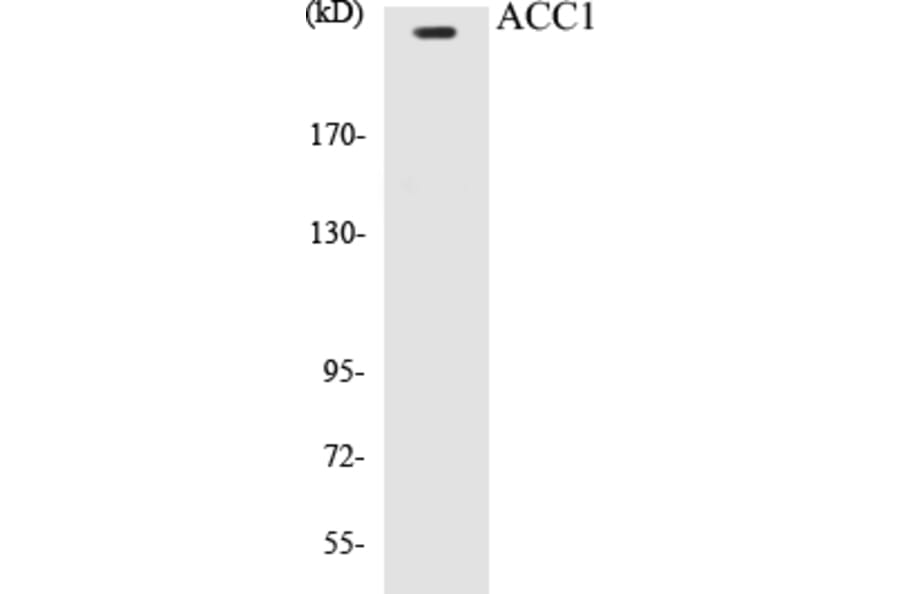 Western Blot - ACC1 Cell Based ELISA Kit (CB5017) - Antibodies.com