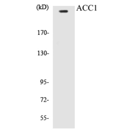 Western Blot - ACC1 Cell Based ELISA Kit (CB5017) - Antibodies.com
