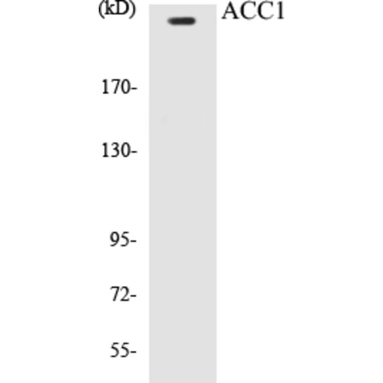 Western Blot - ACC1 Cell Based ELISA Kit (CB5017) - Antibodies.com