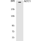 Western Blot - ACC1 Cell Based ELISA Kit (CB5017) - Antibodies.com