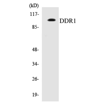 Western Blot - DDR1 Cell Based ELISA Kit (CB5201) - Antibodies.com