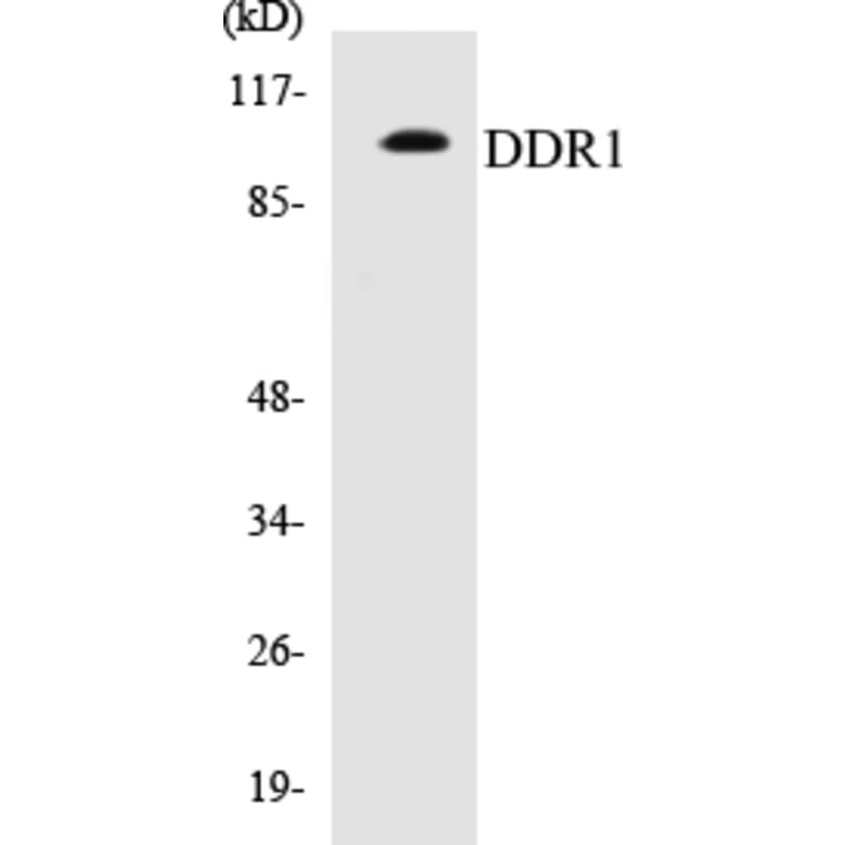 Western Blot - DDR1 Cell Based ELISA Kit (CB5201) - Antibodies.com