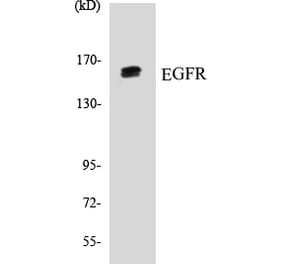 Western Blot - EGFR Cell Based ELISA Kit (CB5225) - Antibodies.com