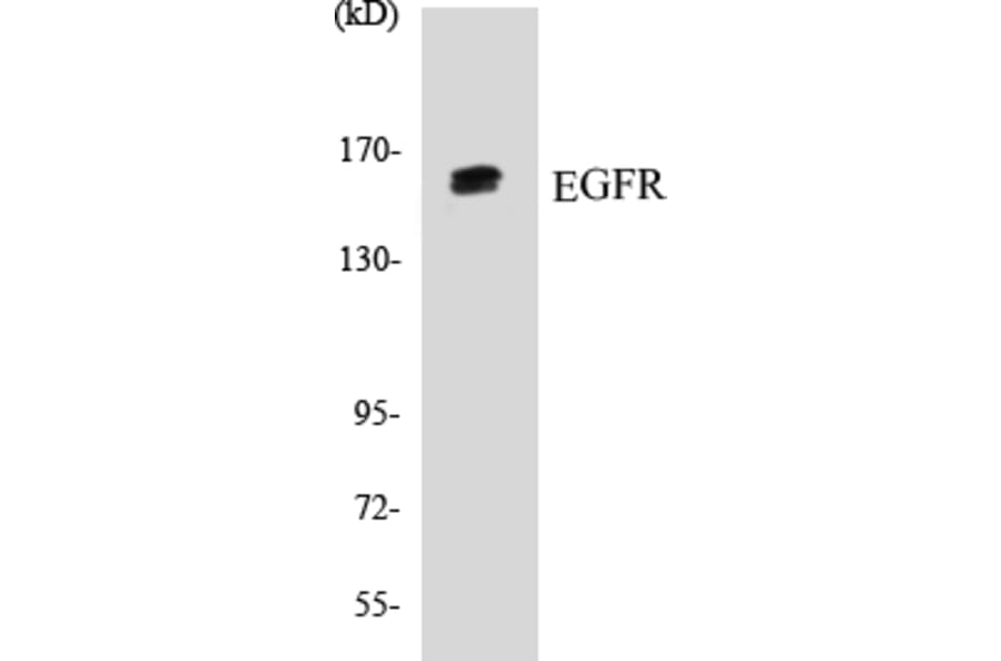 Western Blot - EGFR Cell Based ELISA Kit (CB5225) - Antibodies.com