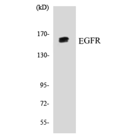 Western Blot - EGFR Cell Based ELISA Kit (CB5225) - Antibodies.com