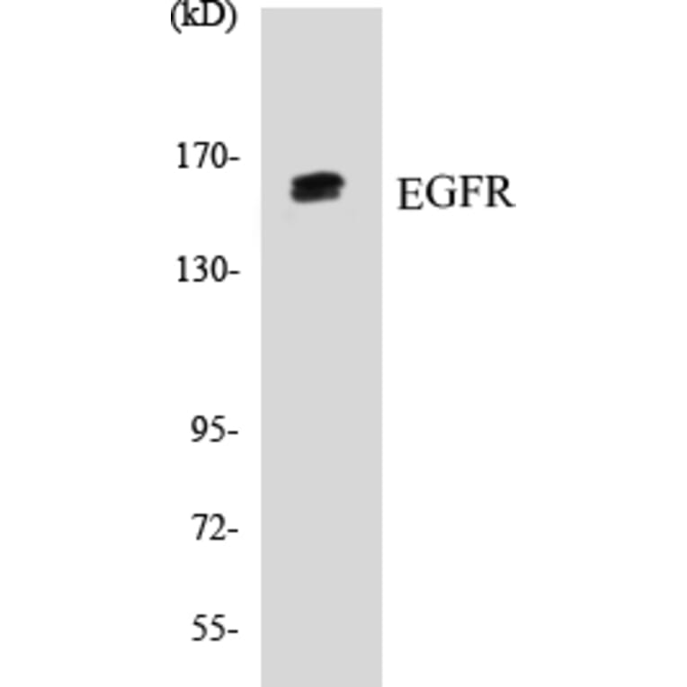 Western Blot - EGFR Cell Based ELISA Kit (CB5225) - Antibodies.com