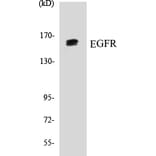 Western Blot - EGFR Cell Based ELISA Kit (CB5225) - Antibodies.com