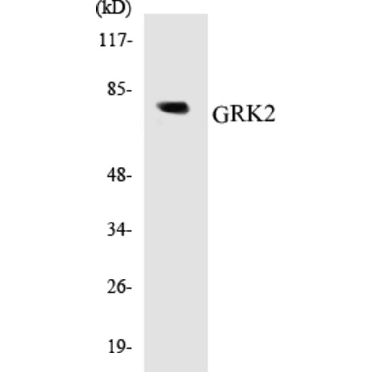 Western Blot - GRK2 Cell Based ELISA Kit (CB5306) - Antibodies.com