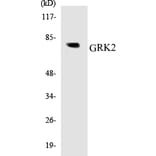 Western Blot - GRK2 Cell Based ELISA Kit (CB5306) - Antibodies.com