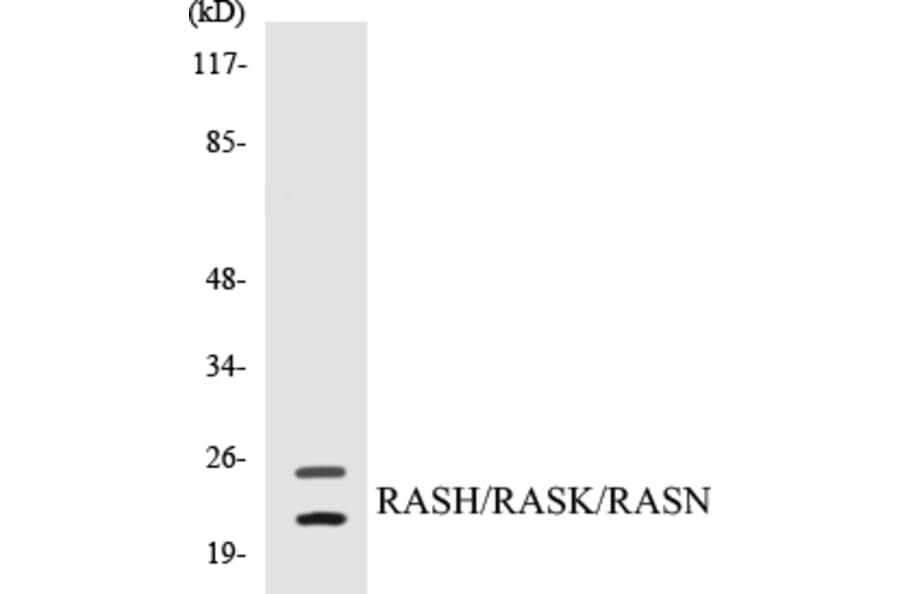 Western Blot - RASH Cell Based ELISA Kit (CB5601) - Antibodies.com