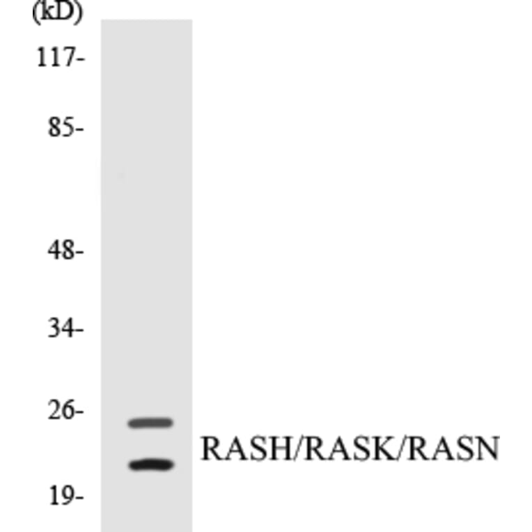 Western Blot - RASH Cell Based ELISA Kit (CB5601) - Antibodies.com