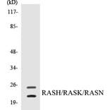 Western Blot - RASH Cell Based ELISA Kit (CB5601) - Antibodies.com