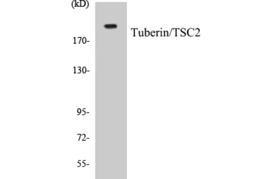Western Blot - VASP Cell Based ELISA Kit (CB5716) - Antibodies.com