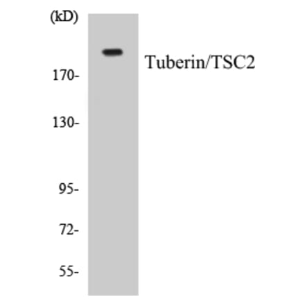 Western Blot - VASP Cell Based ELISA Kit (CB5716) - Antibodies.com