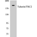 Western Blot - VASP Cell Based ELISA Kit (CB5716) - Antibodies.com
