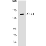 Western Blot - ASK1 Cell Based ELISA Kit (CB5050) - Antibodies.com