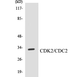 Western Blot - CDK2 Cell Based ELISA Kit (CB5130) - Antibodies.com