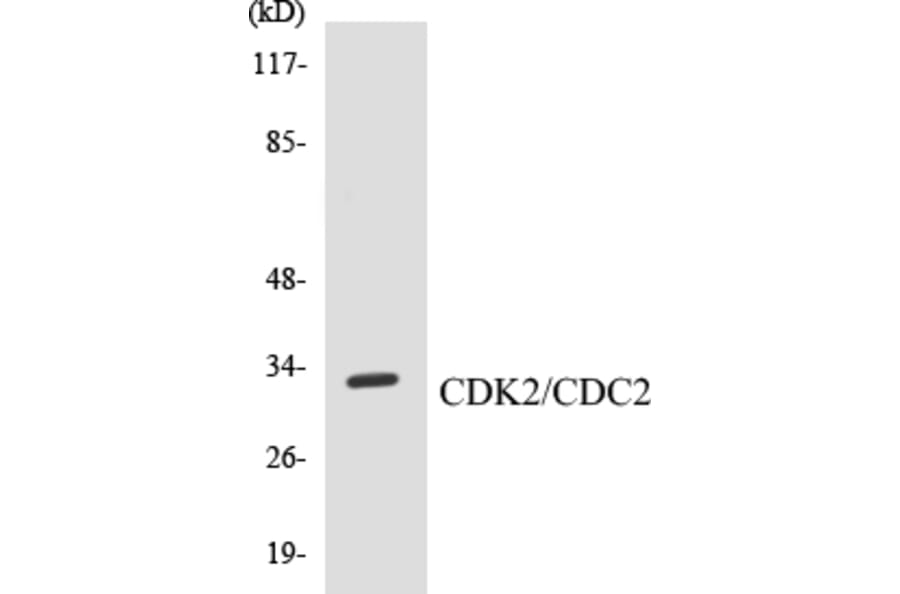 Western Blot - CDK2 Cell Based ELISA Kit (CB5130) - Antibodies.com