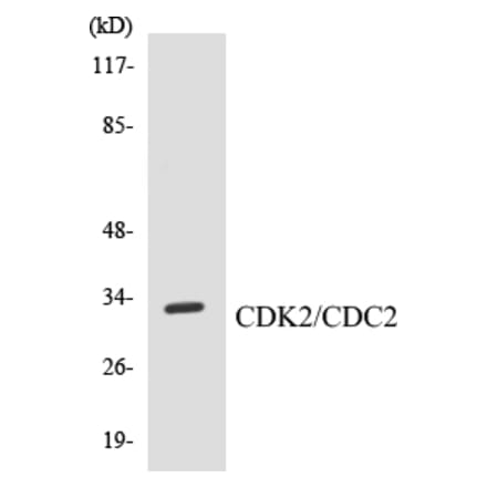 Western Blot - CDK2 Cell Based ELISA Kit (CB5130) - Antibodies.com