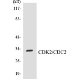 Western Blot - CDK2 Cell Based ELISA Kit (CB5130) - Antibodies.com