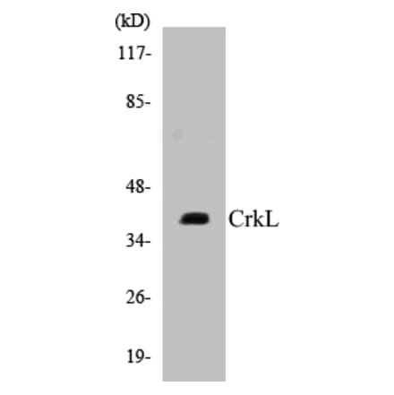 Western Blot - CrkL Cell Based ELISA Kit (CB5172) - Antibodies.com