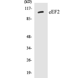 Western Blot - eEF2 Cell Based ELISA Kit (CB5220) - Antibodies.com