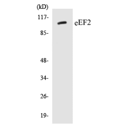 Western Blot - eEF2 Cell Based ELISA Kit (CB5220) - Antibodies.com