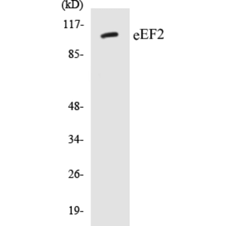 Western Blot - eEF2 Cell Based ELISA Kit (CB5220) - Antibodies.com