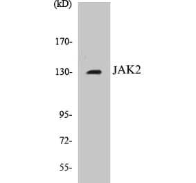 Western Blot - JAK2 Cell Based ELISA Kit (CB5385) - Antibodies.com