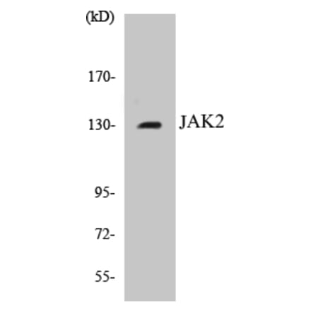 Western Blot - JAK2 Cell Based ELISA Kit (CB5385) - Antibodies.com